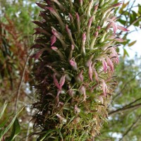 Lobelia leschenaultiana (C.Presl) Skottsb.